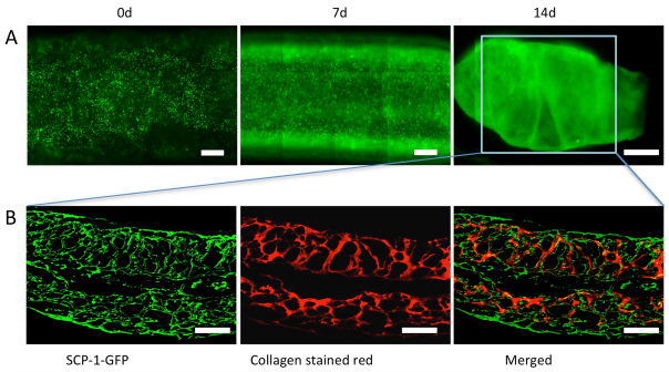如何使用低成本桌面3D打印機(jī)創(chuàng)建血管結(jié)構(gòu) 如何使用低成本桌面3D打印機(jī)創(chuàng)建血管結(jié)構(gòu)